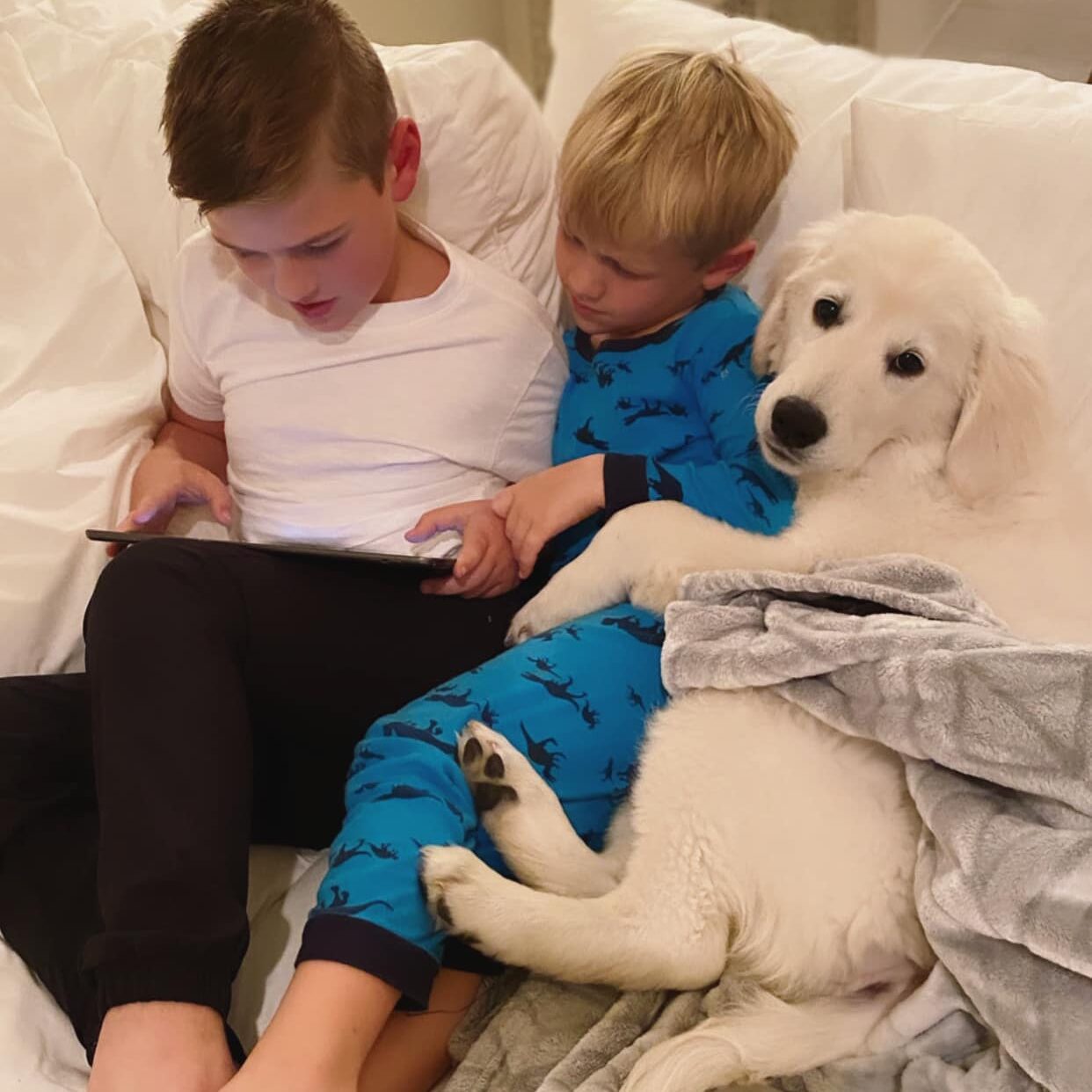 English Cream Golden Retriever