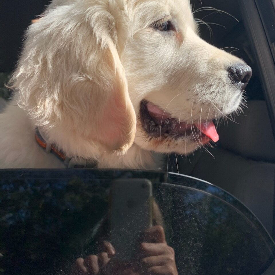English Cream Golden Retriever