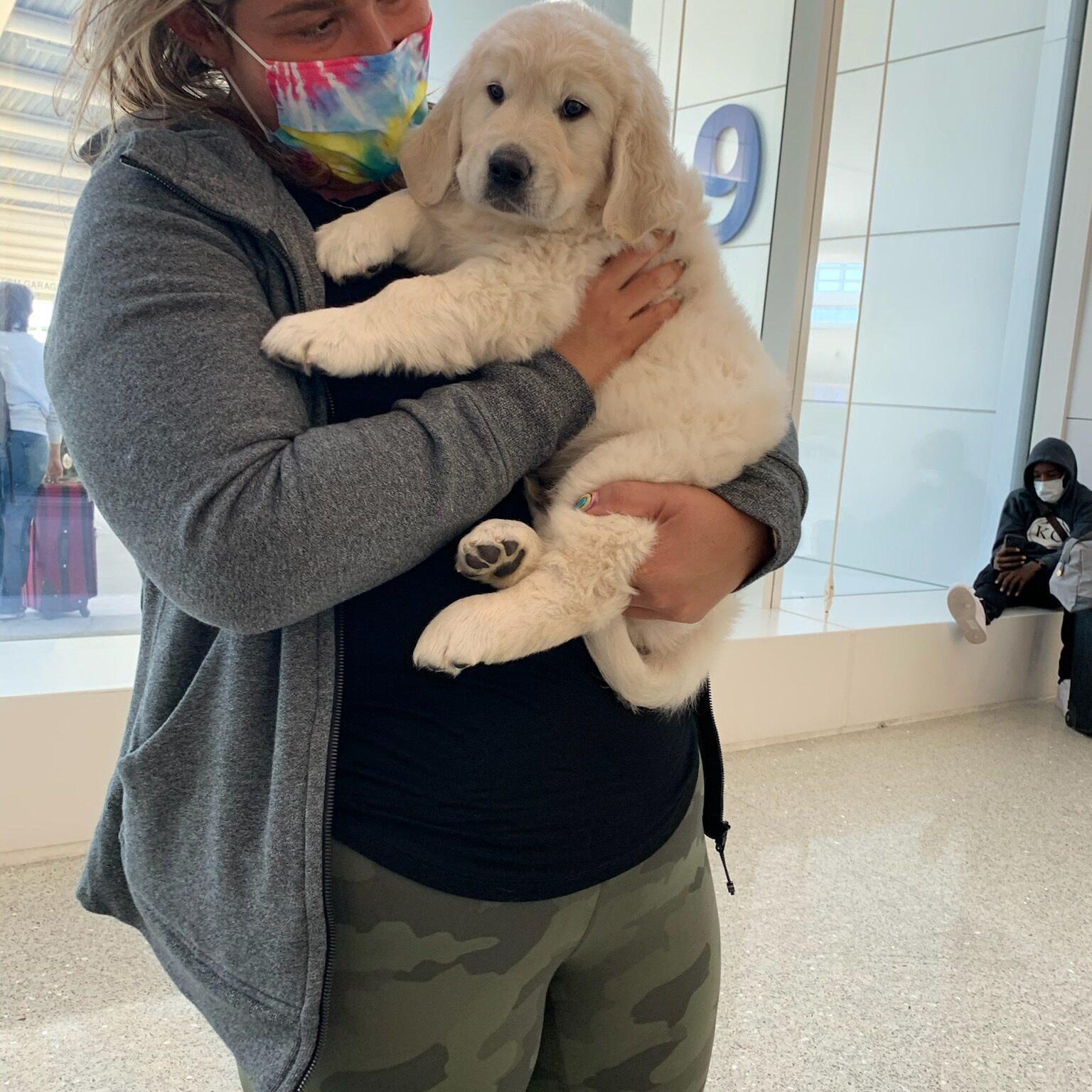 English Cream Golden Retriever