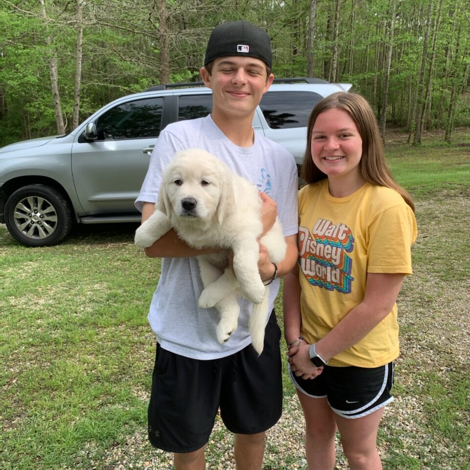 English Cream Golden Retriever