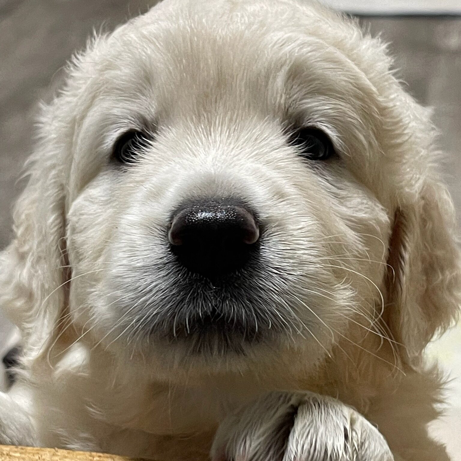 English Cream Golden Retriever