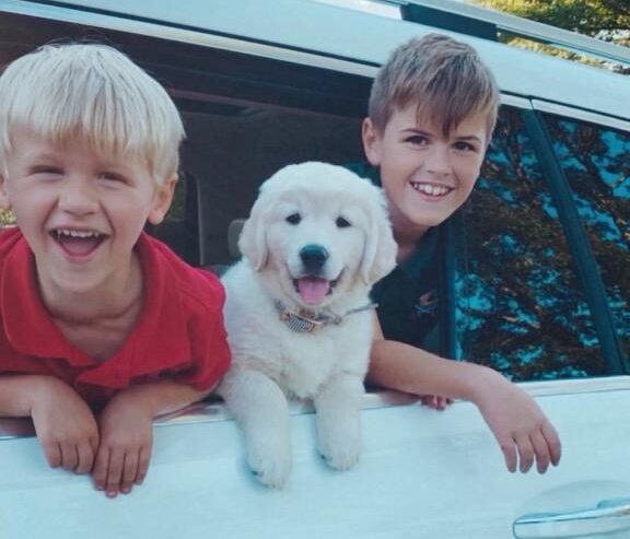 English Cream Golden Retriever