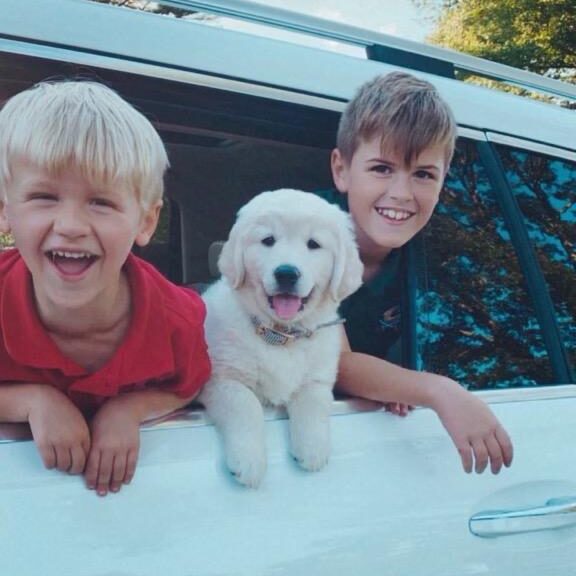 English Cream Golden Retriever