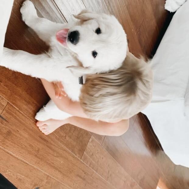 English Cream Golden Retriever