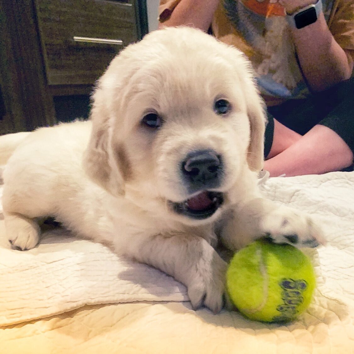 English Cream Golden Retriever