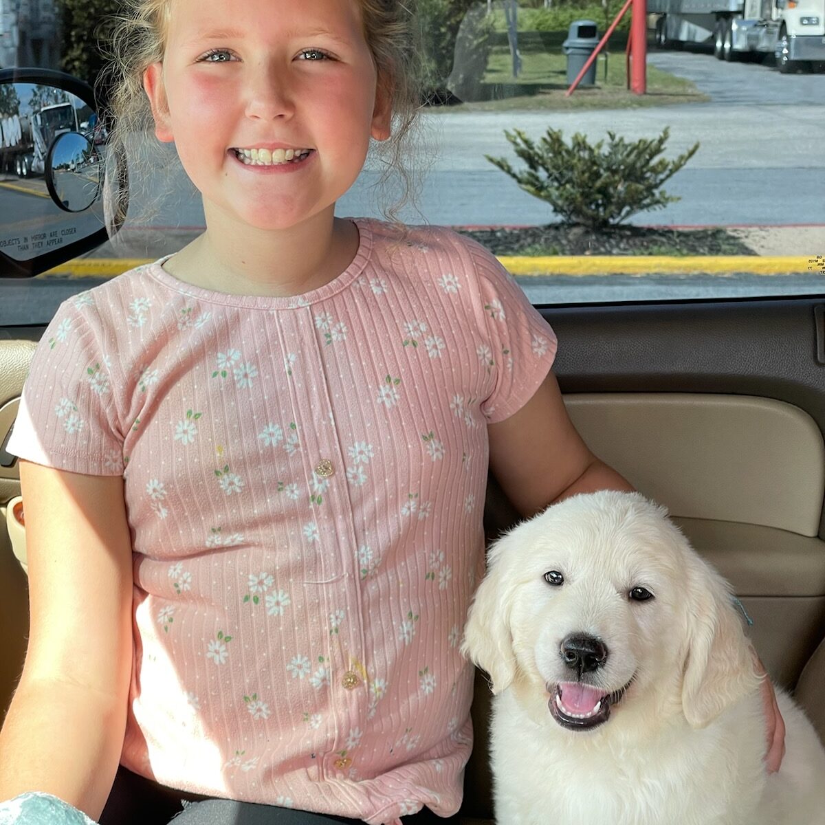 English Cream Golden Retriever