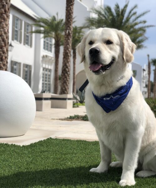 English Cream Golden Retriever