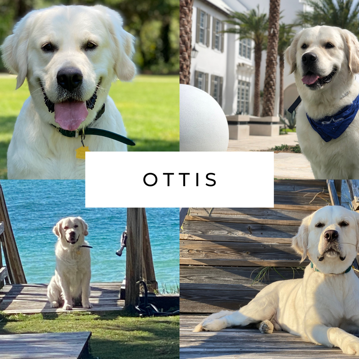 English Cream Golden Retriever