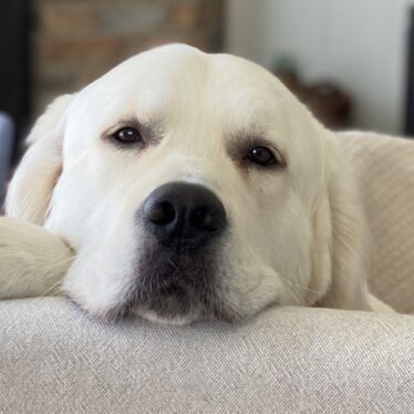 English Cream Golden Retriever