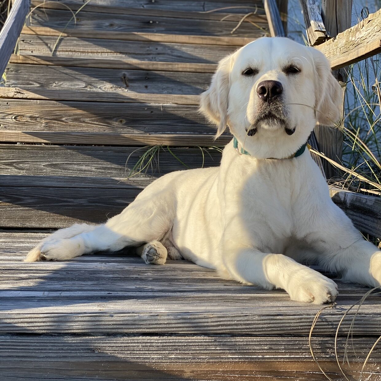 English Cream Golden Retriever