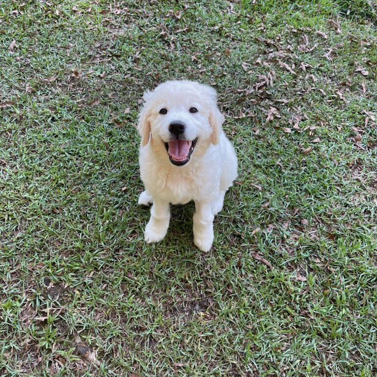 English Cream Golden Retriever