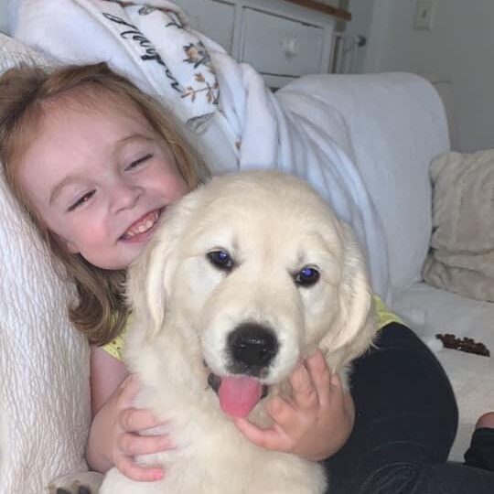 English Cream Golden Retriever