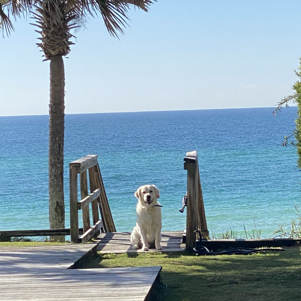 English Cream Golden Retriever