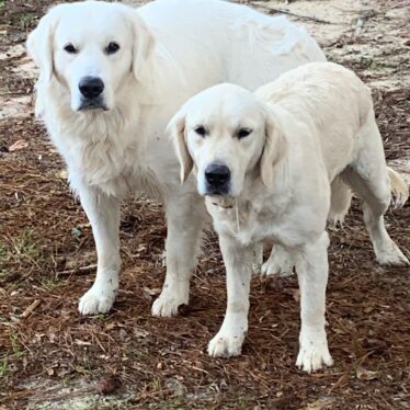 English Cream Golden Retrievers