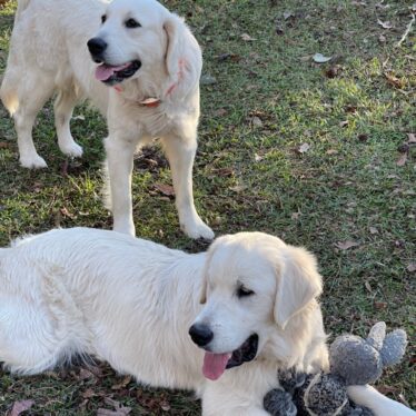English Cream Golden Retrievers
