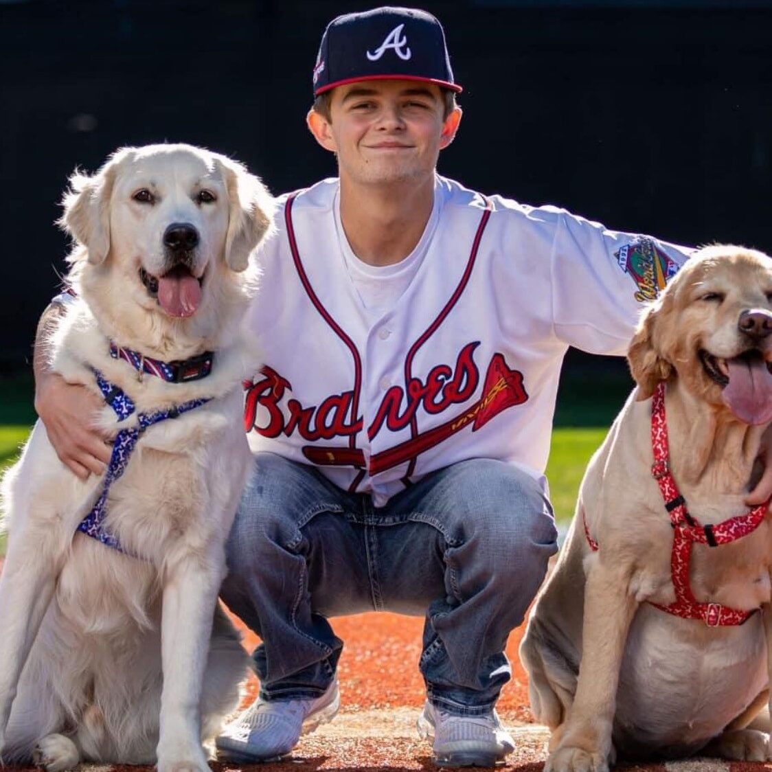 English Cream Golden Retriever