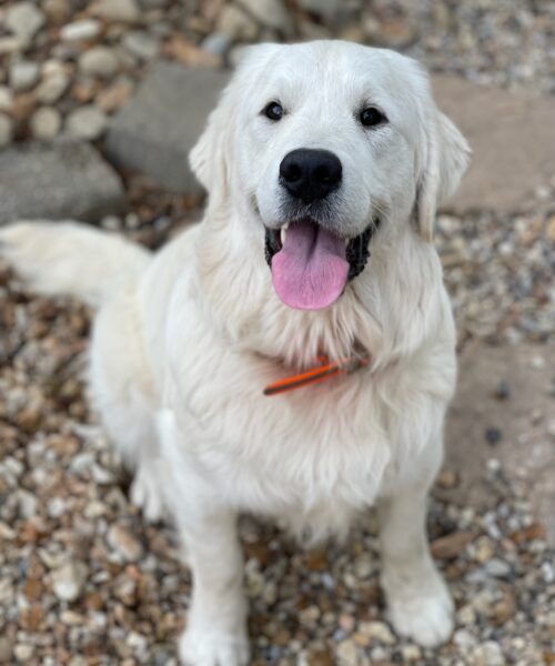 English Cream Golden Retriever