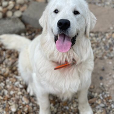 English Cream Golden Retriever