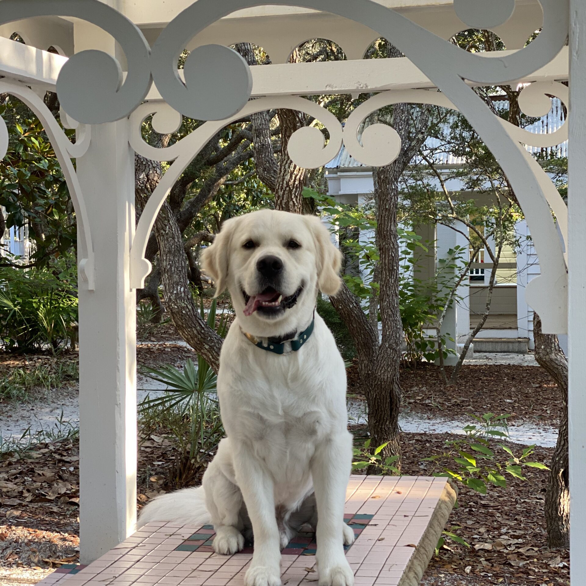 English Cream Golden Retriever