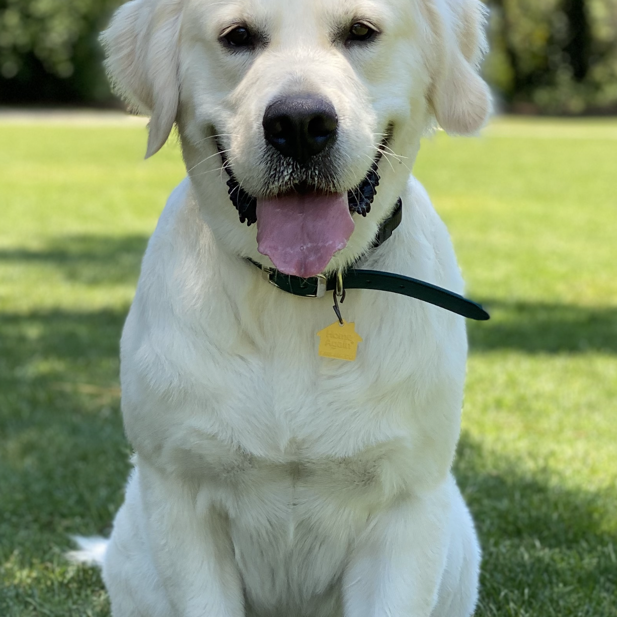 English Cream Golden Retriever