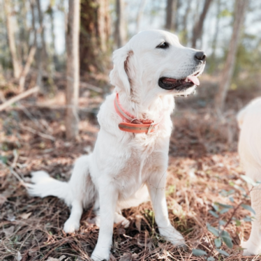 English Cream Golden Retriever