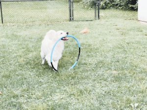 English Cream Golden Retriever