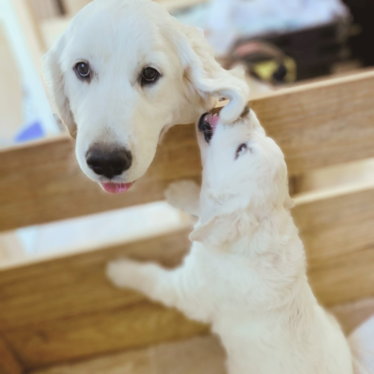 English Cream Golden Retriever