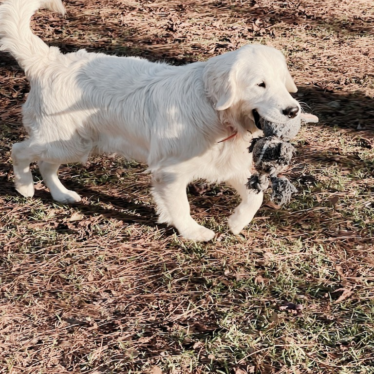 English Cream Golden Retriever