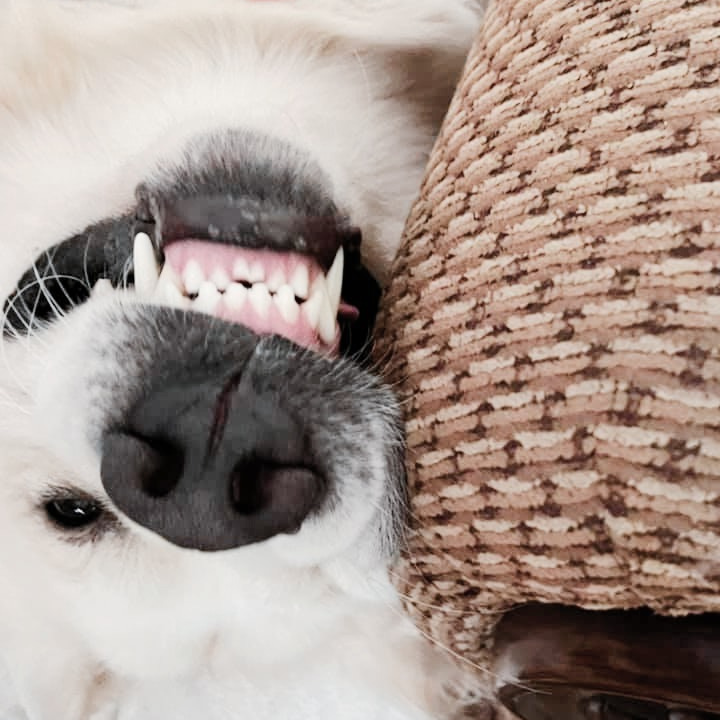 English Cream Golden Retriever