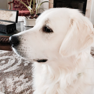 English Cream Golden Retriever