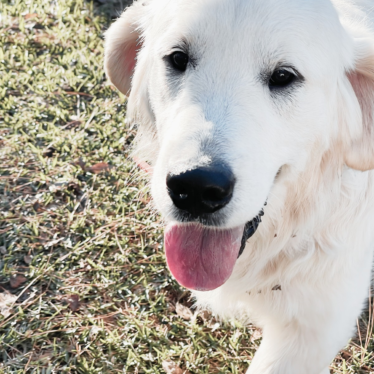 English Cream Golden Retriever