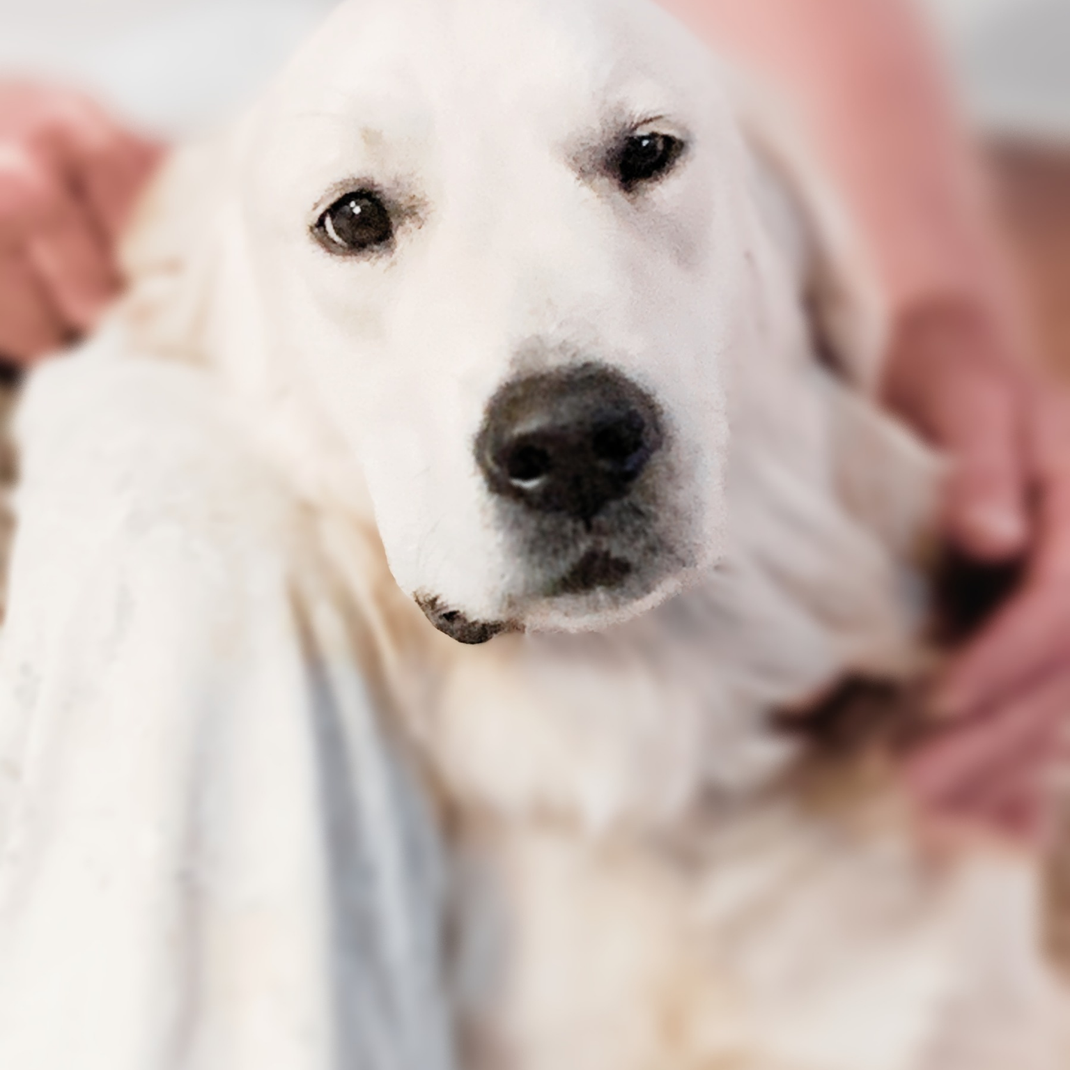 English Cream Golden Retriever