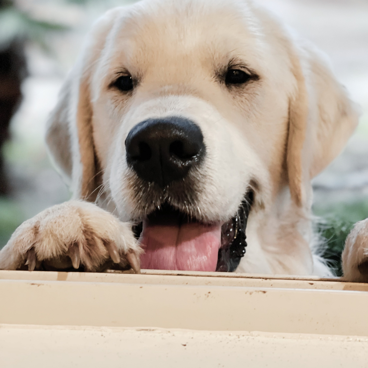 English Cream Golden Retriever