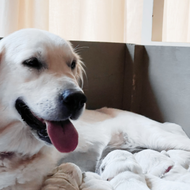 English Cream Golden Retriever