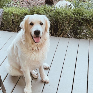 English Cream Golden Retriever