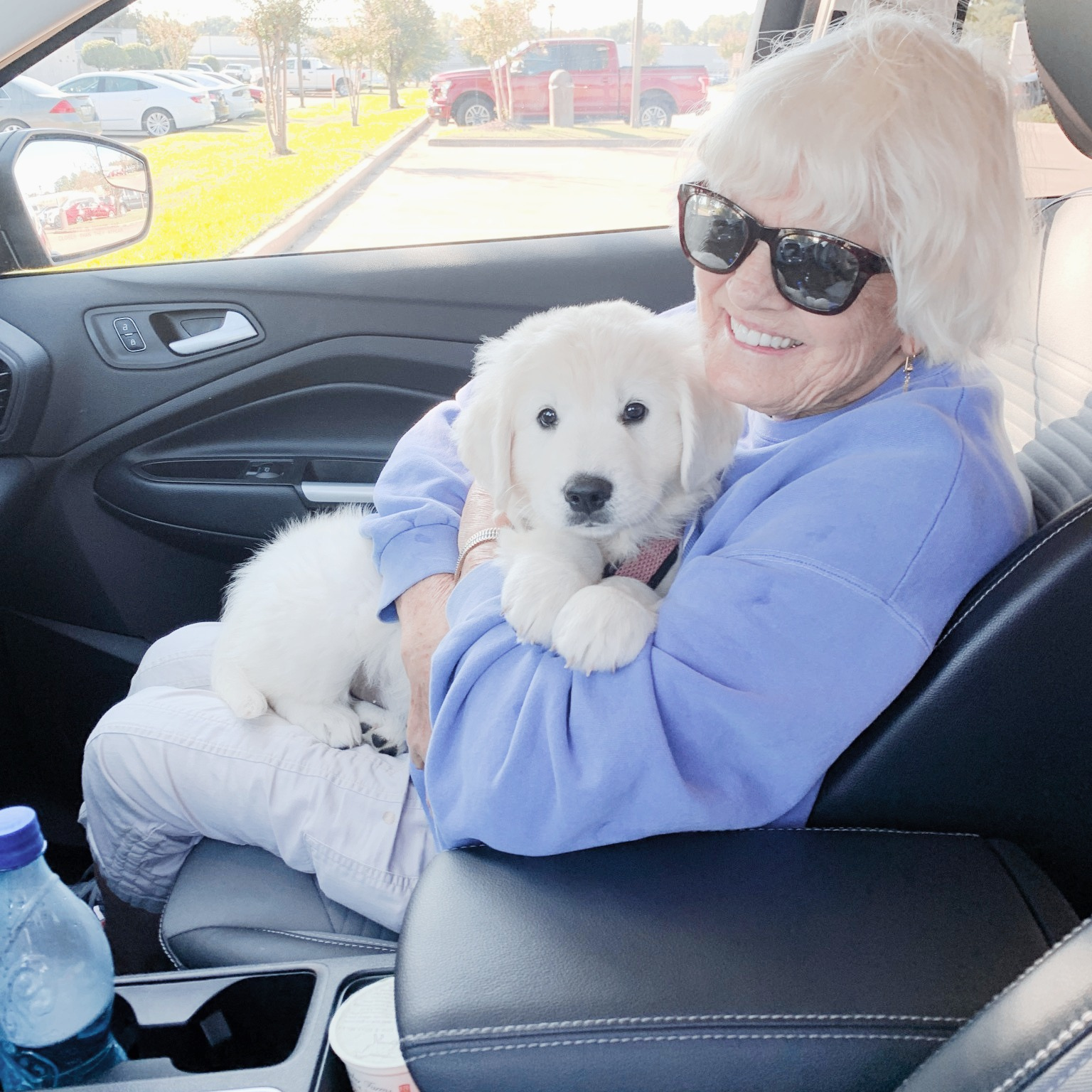 English Cream Golden Retriever
