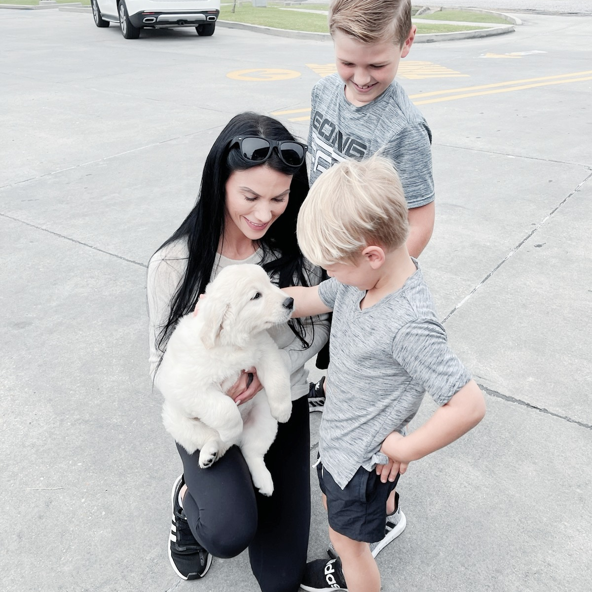 English Cream Golden Retriever