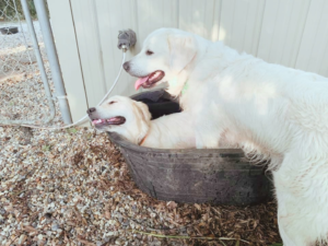 English Cream Golden Retriever