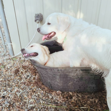 English Cream Golden Retriever