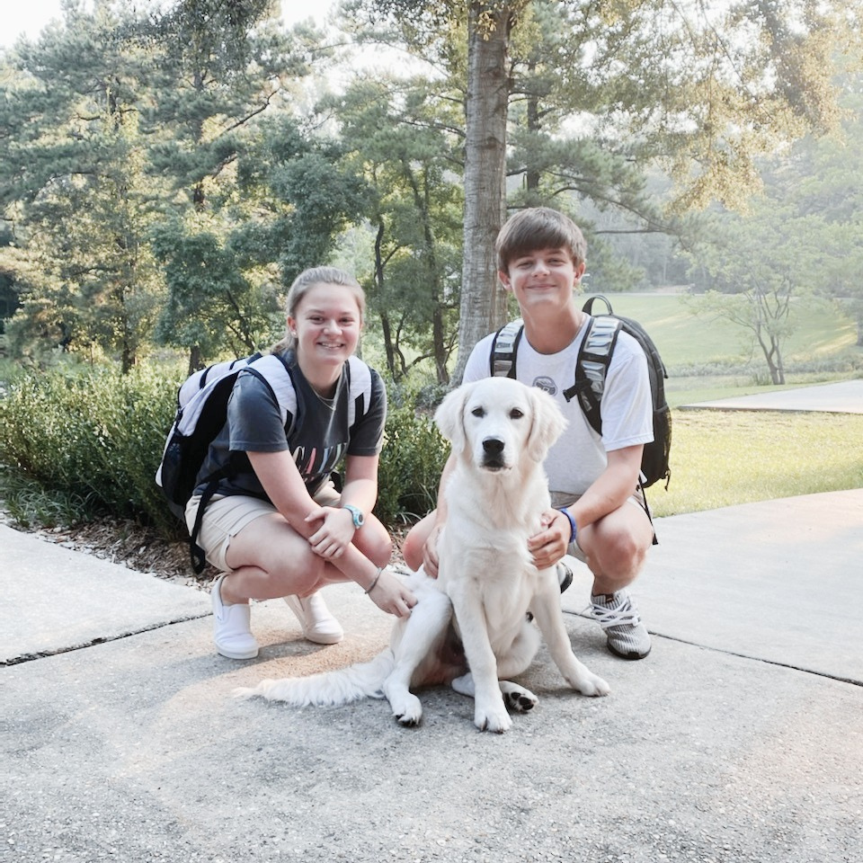 English Cream Golden Retriever