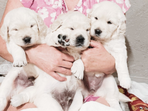 English Cream Golden Retrievers