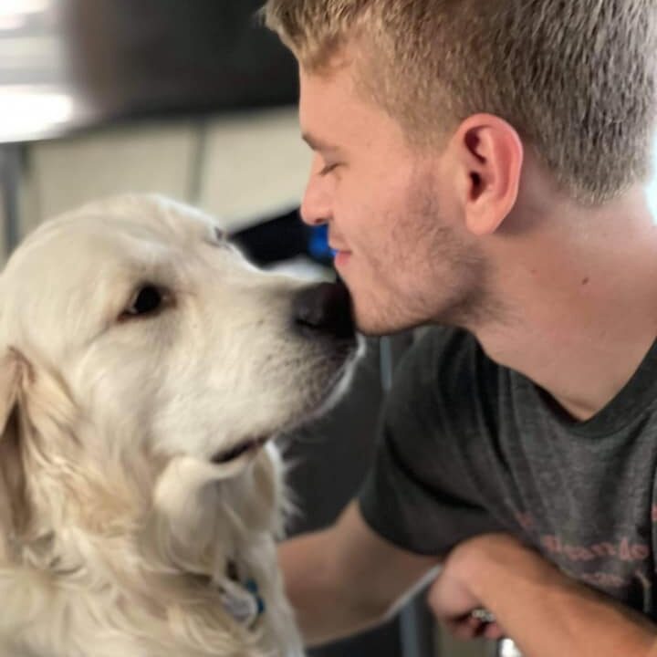 English Cream Golden Retriever