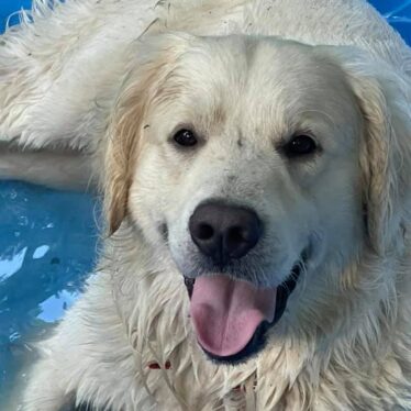 English Cream Golden Retriever