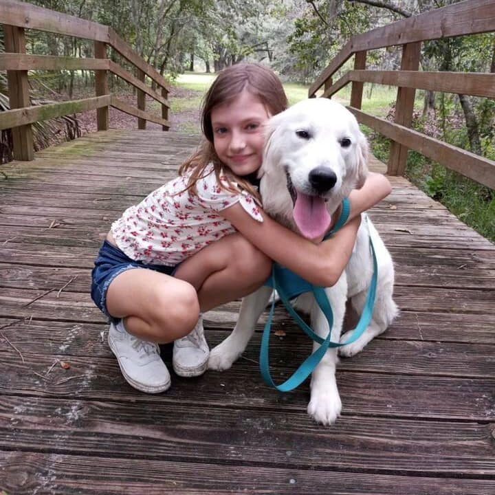 English Cream Golden Retriever