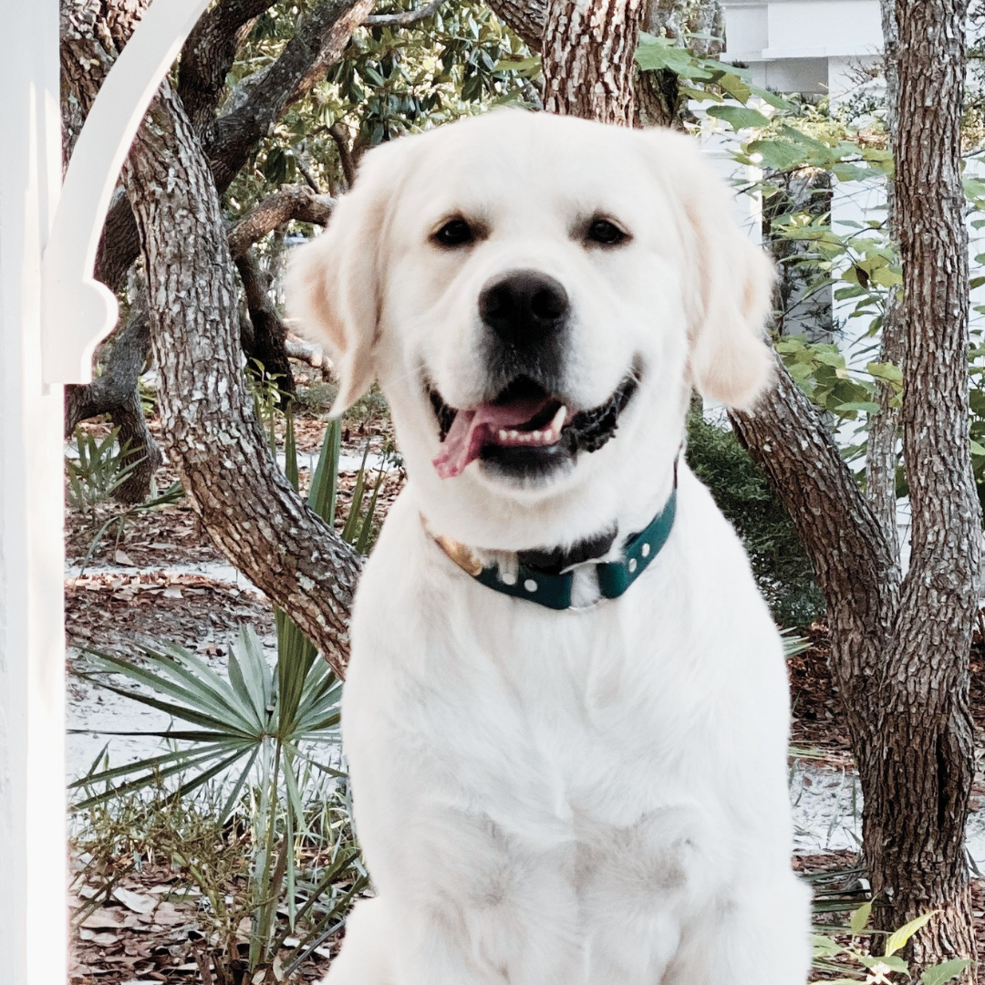 English Cream Golden Retriever