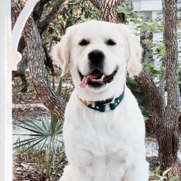 English Cream Golden Retriever