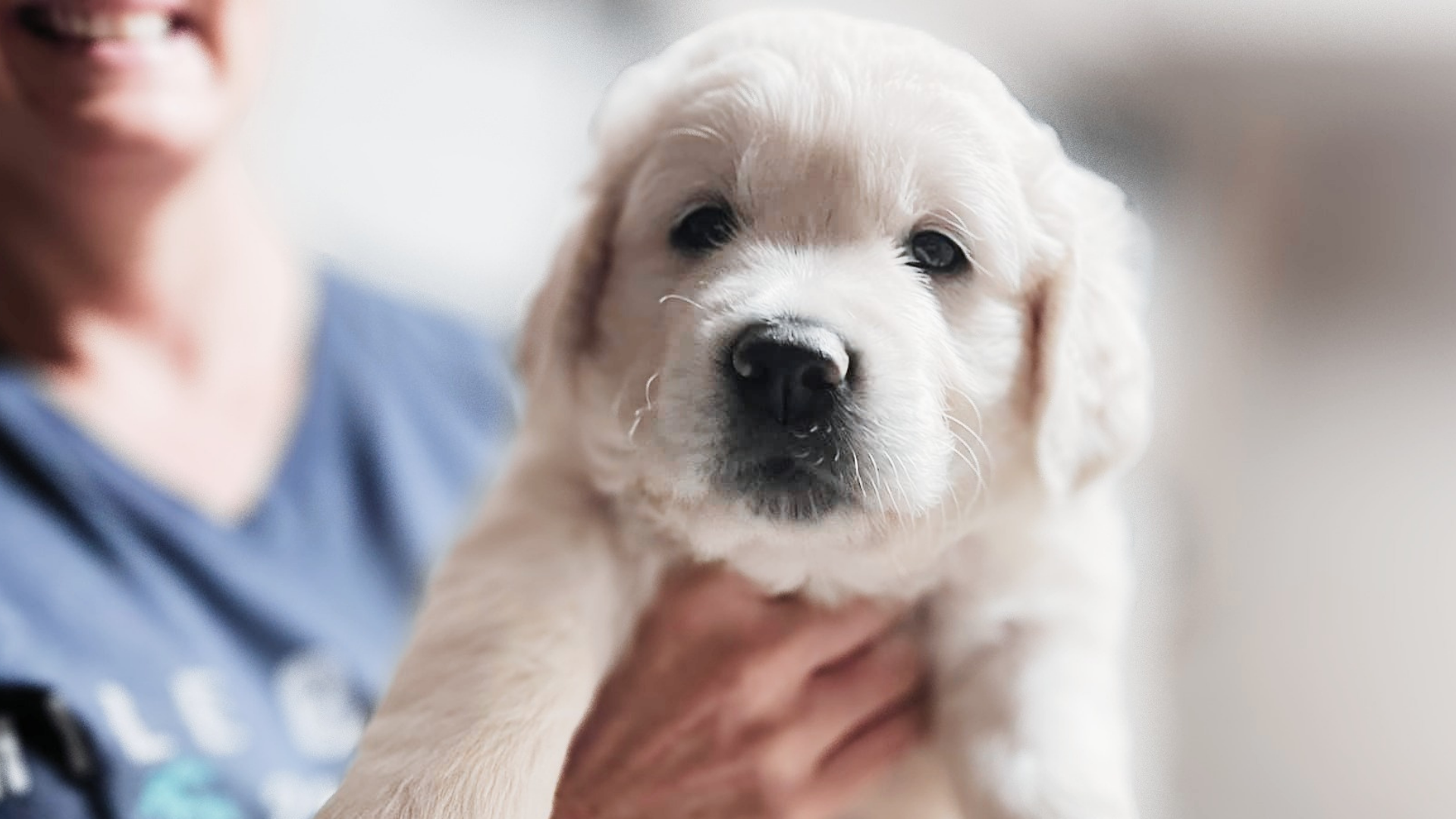 English Cream Golden Retriever