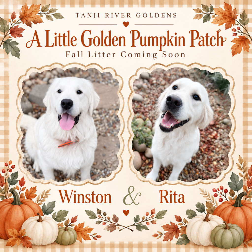 Fall Litter 2